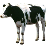 milk cow_02.jpg